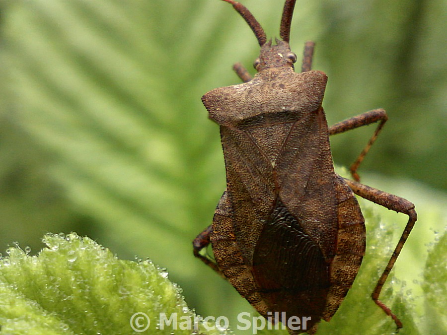 Coreidae: Coreus marginatus della Lombardia (MI)